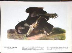 Black Vulture Audubon Birds of America 72-Year-Old Coloured Book Plate-5.