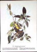 Yellow Palm Warbler Audubon Birds of America 72-Year-Old Book Plate-158.