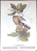 Maynard’s Cuckoo Audubon Birds of America 72-Year-Old Book Plate-56.