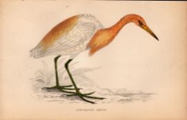 Buff Backed Heron Rev Morris 1888 Antique History of British Birds Engraving-46.