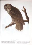 Great Gray Owl Audubon Birds of America 72-Year-Old Coloured Book Plate-91.