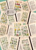 12 British Wild-Flowers John Sowerby Antique Engraved Prints with Original Hand Colouring-1.