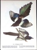 The American Magpie Audubon Birds of America 72-Year-Old Coloured Book Plate-89.