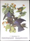 White-Crowned Pigeon Audubon Birds of America Coloured 72-Year-Old Book Plate-54.