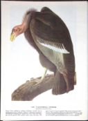 California Condor Audubon Birds of America 72-Year-Old Coloured Book Plate-3.