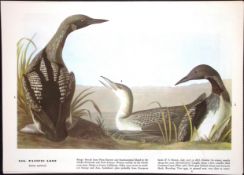 Pacific Loon Audubon Birds of America 72-Year-Old Coloured Book Plate-210.
