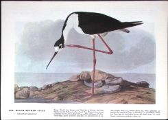 Black-Necked Stilt Audubon Birds of America 72-Year-Old Coloured Book Plate-102.