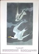 Least Tern Audubon Birds of America Coloured 72-Year-Old Book Plate-144.