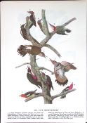 Five Woodpeckers Audubon Birds of America Coloured 72-Year-Old Book Plate-140.