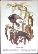 The Fish Crow Audubon Birds of America 72-Year-Old Coloured Book Plate-59.