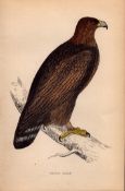 Spotted Eagle Rev Morris Antique 1888 History of British Birds Engraving-2.