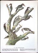Two Woodpeckers Audubon Birds of America 72-Year-Old Coloured Book Plate-181.
