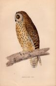 Short-Eared Owl Rev Morris Antique 1888 History of British Birds Engraving-10.
