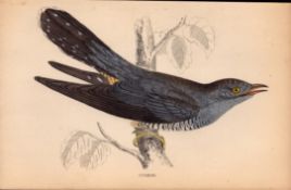 Cuckoo Rev Morris 1888 Antique History of British Birds Engraving-33.