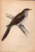 Yellow Billed Cuckoo Rev Morris 1888 Antique History of British Birds Engraving-32.