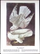 Gyrfalcon Audubon Birds of America 72-Year-Old Coloured Book Plate-90.