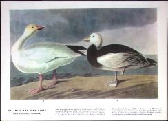 Blue & Snow Goose Audubon Birds of America 72-Year-Old Coloured Book Plate-103.