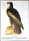 Bald Eagle Audubon Birds of America 72-Year-Old Coloured Book Plate-2.