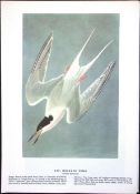 Roseate Tern Audubon Birds of America 72-Year-Old Coloured Book Plate-170.