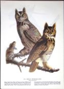 Great Horned Owl Audubon Birds of America 72-Year-Old Coloured Book Plate-18.