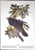 The Raven Audubon Birds of America 72-Year-Old Coloured Book Plate-20.