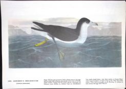 Audubon’s Shearwater Audubon Birds of America 72-Year-Old Coloured Book Plate-186.