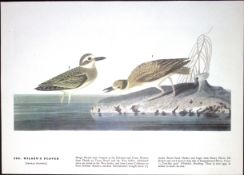Wilson’s Plover Audubon Birds of America 72-Year-Old Book Plate-163.