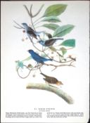 Indigo Bunting Audubon Birds of America 72-Year-Old Coloured Book Plate-121.