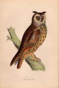 Long Eared Owl Rev Morris Antique1888 History of British Birds Engraving.13.