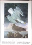 Herring Gull Audubon Birds of America 72-Year-Old Coloured Book Plate-39.