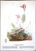 Henslow’s Sparrow Audubon Birds of America 72-Year-Old Book Plate-194.