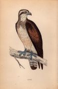Osprey Rev Morris Antique 1888 History of British Birds Engraving-3.