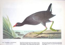 Florida Gallinule Audubon Birds of America 72-Year-Old Book Plate-169.