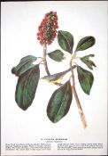 Canada Warbler Audubon Birds of America 72-Year-Old Coloured Book Plate-125.