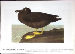 American Albatross Audubon Birds of America 72-Year-Old Coloured Book Plate-97.