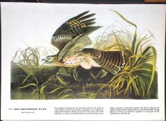 Red Shouldered Hawk Audubon Birds of America 72-Year-Old Coloured Book Plate-8.