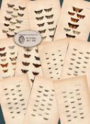 Job Lot Rev Morris British Moths 1896 Antique Hand-Coloured Lithographs -6.