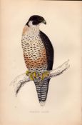 Peregrine Falcon Rev Morris Antique 1888 History of British Birds Engraving-8.