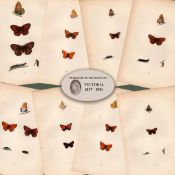 Collection of 8 Antique 129 Years-Old Rev Morris Butterflies Woodblock Engravings-3.