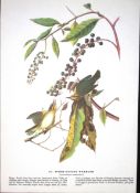Worm Eating Warbler Audubon Birds of America 72-Year-Old Coloured Book Plate-122.
