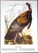 Wild Turkey Audubon Birds of America 72-Year-Old Coloured Book Plate-11.