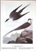 Long-Tailed Jaeger Audubon Birds of America 72-Year-Old Coloured Book Plate-33.