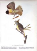Crested Flycatcher Audubon Birds of America 72-Year-Old Coloured Book Plate-63.