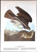 Swainson’s Hawk Audubon Birds of America 72-Year-Old Coloured Book Plate-88.