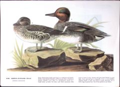 Green-Winged Teal Audubon Birds of America 72-Year-Old Book Plate-134.