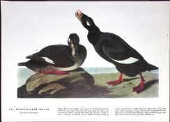 White Winged Scoter Audubon Birds of America 72-Year-Old Coloured Book Plate-119.