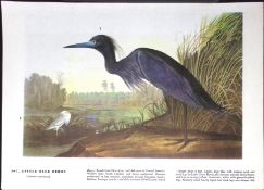 Little Blue Heron Audubon Birds of America 72-Year-Old Coloured Book Plate-110.