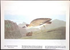 Mountain Plover Audubon Birds of America 72-Year-Old Coloured Book Plate-212.