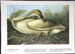 Trumpeter Swan Audubon Birds of America 72-Year-Old Coloured Book Plate-13.