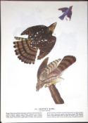 Cooper’s Hawk Audubon Birds of America 72-Year-Old Coloured Book Plate-16.